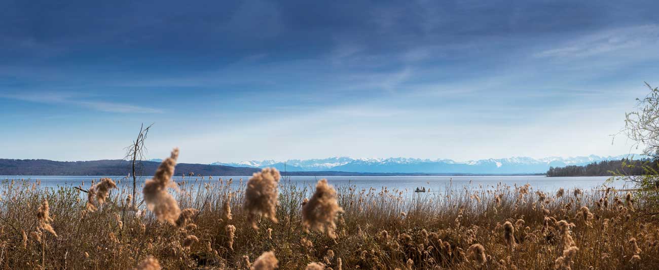 Panoramabild Ammersse, im Vordergrund sieht man braune Gräser, im Hintergrund die Alpen